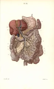 Lymphatic: Lymphatic system to the abdomen
