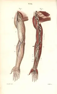 Lymphatic: Lymphatic system in the arm