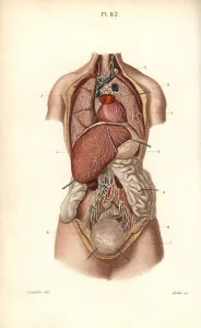 Lymphatic: Lymphatic system to the thorax and abdomen