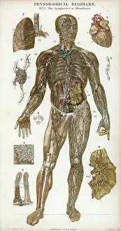 Lymphatic: LYMPHATICS/DIAGRAM