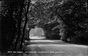 Archway: The Lyndhurst-Bournemouth Road in New Forest