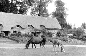 Lyndhurst: Lyndhurst, Swan Green c1955