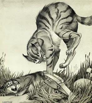 Traps: Lynx caught in trap