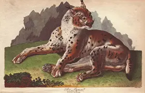 Sibly: Lynx, Lynx lynx
