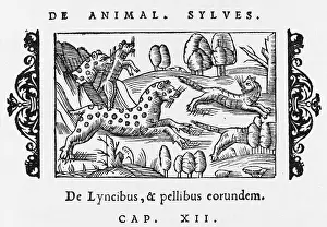 Olaus: LYNX (OLAUS MAGNUS)