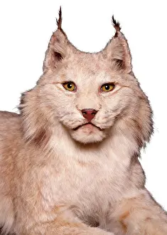 Furry: Lynx sp. lynx