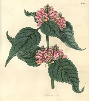Couchman: Lyon's chelone, Chelone lyonii