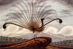Browne: Lyre Bird