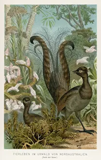 Lyrebird: LYREBIRD