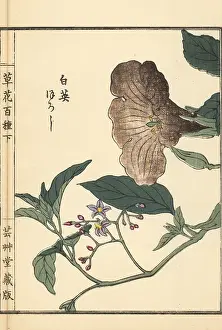 Nightshade: Lyreleaf nightshade, Solanum lyratum