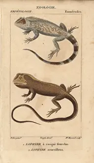 Jussieus: Lyreshead lizard, Lyriocephalus scutatus, and
