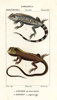 Nouvelle: Lyreshead lizard and mophead iguana