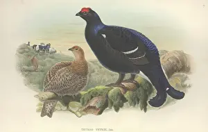 Grouse: Lyrurus tetrix, Eurasian black grouse