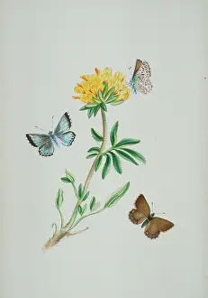 Pupa: Lysandra coridon, chalk-hill blue