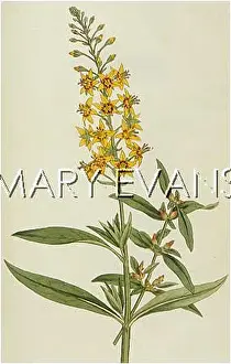 Lysimachia: LYSIMACHIA BULBIFERA