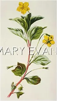 Lysimachia: LYSIMACHIA MEMORUM