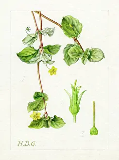 Pimpernel: Lysimachia nemorum - yellow pimpernel