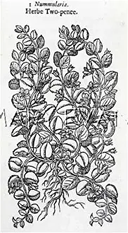 Lysimachia: LYSIMACHIA NUMMULARIA