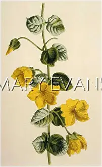 Lysimachia: LYSIMACHIA NUMMULARIA
