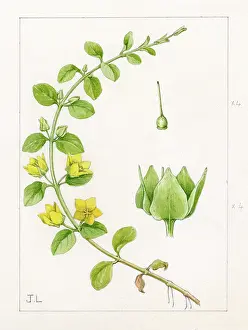 Creeping: Lysimachia nummularia - creeping jenny