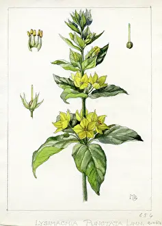 Bentham: Lysimachia punctata - dotted loosestrife