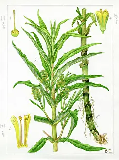 Tufted: Lysimachia thyrsiflora - tufted loosestrife