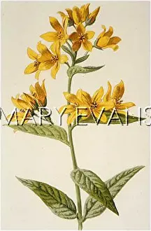 Strife: LYSIMACHIA VULGARIS