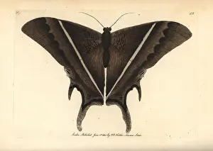 Patroclus: Lyssa patroclus moth