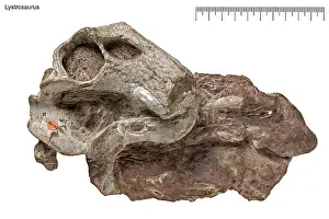 Dicynodont: Lystrosaurus