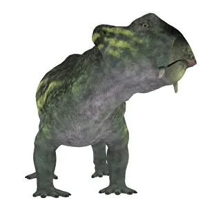 Synapsid: Lystrosaurus dinosaur, front view