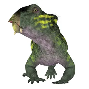 Synapsid: Lystrosaurus dinosaur, front view