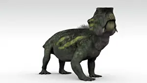 Dicynodont: Lystrosaurus, a therapsid from the Permian and Triassic ?
