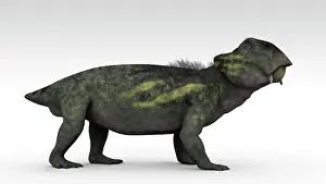 Dicynodont: Lystrosaurus, a therapsid from the Permian and Triassic ?