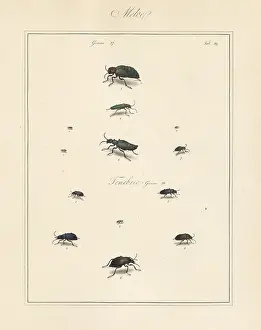 Monoceros: Lytta spanishfly, grain beetle, oil-beetle, etc