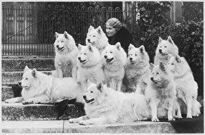 Breeders: M Keyte Perry and Samoyeds