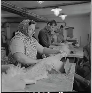 Capabilities: M. Patova, leather grinder, fur