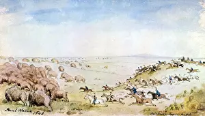 Metis: M @ tis Indian Bison Hunt, 1846