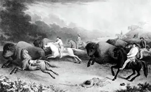 Metis: M @ tis Indian Bison Hunt, 1846
