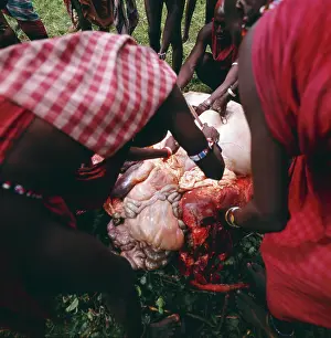 Pastoralists: Maasai preparing meat
