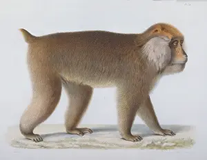 Cercopithecinae: Macaca thibetana, Pcre David's macaque
