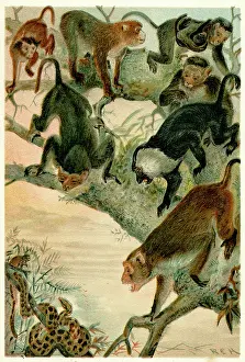 Mayhem: MACACO MONKEYS/R.E.H