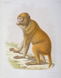 Cercopithecinae: Macacus tcheliensis, macaquc