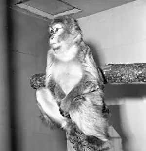 Macaque: Macaque