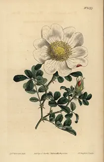 Macartney: Macartney's rose, Rosa bracteata