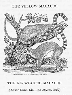 Certainly: MACAUCO (BEWICK)