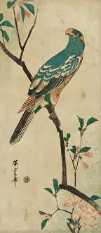 Macaws: Macaw on aromia branch