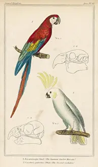 Cockatoo: MACAW AND COCKATOO