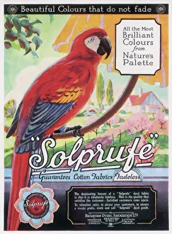 Macaw: MACAW / DYE ADVERET 1926