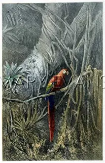 Macaws: MACAW IN THE JUNGLE
