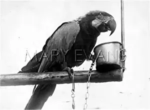 Macaws: MACAW ON A PERCH